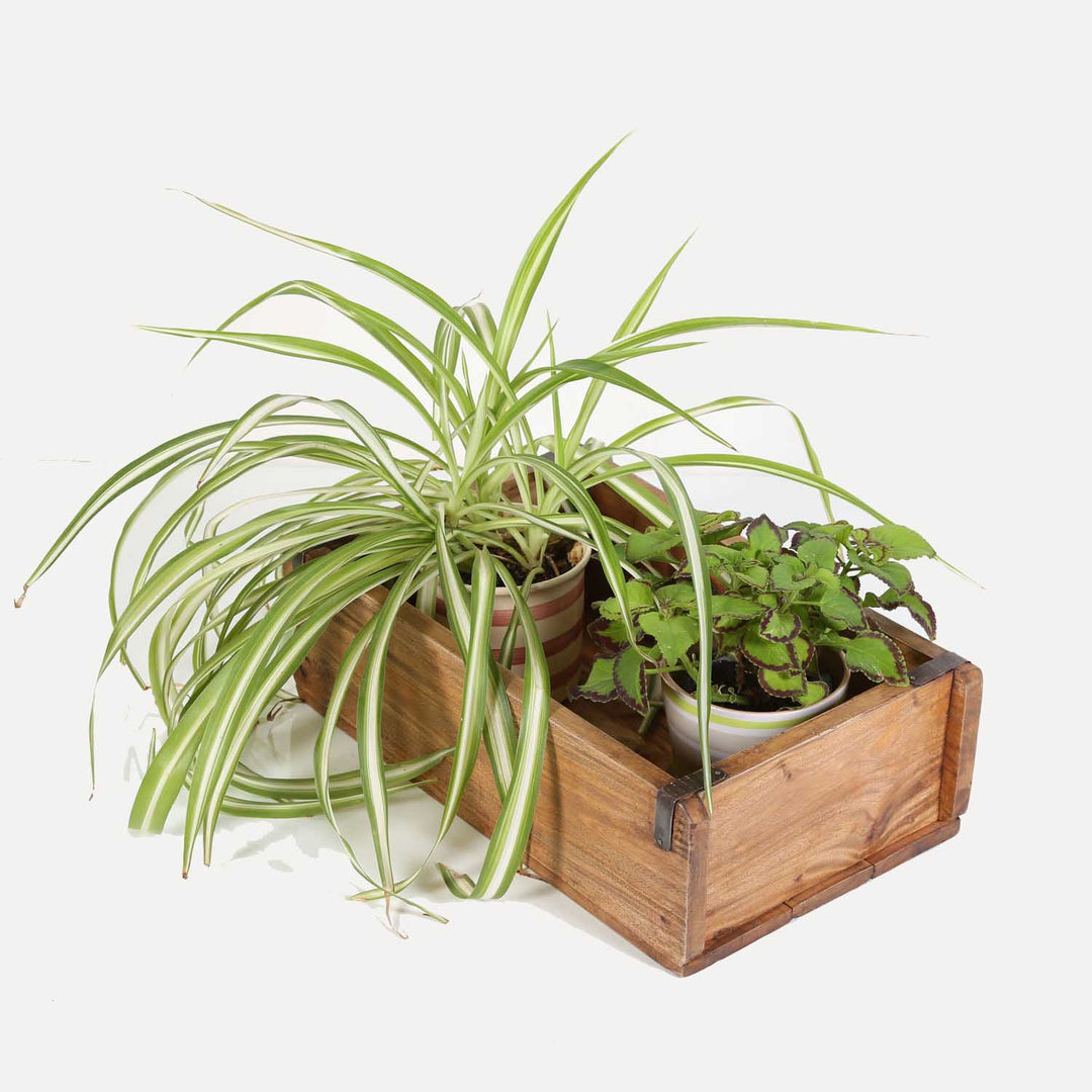 Caja para plantas Gino, juego de 3