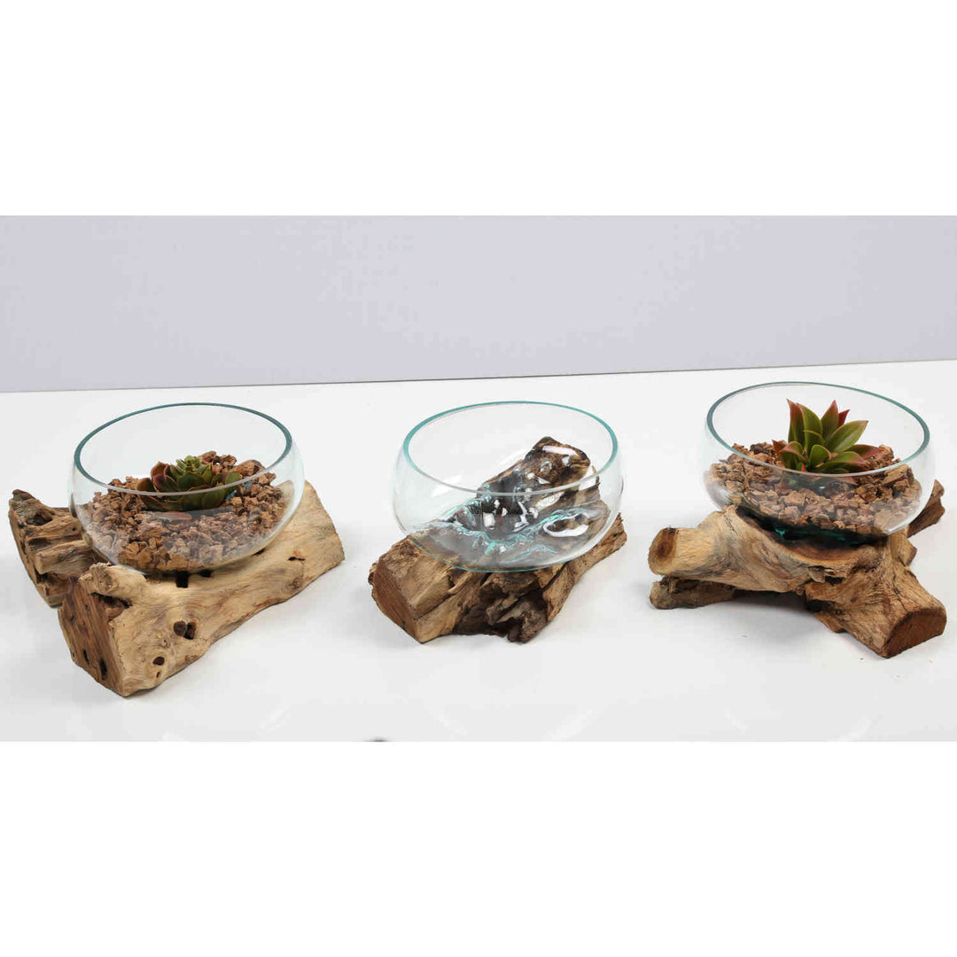 Cuenco de cristal de 20 cm sobre madera de raíz